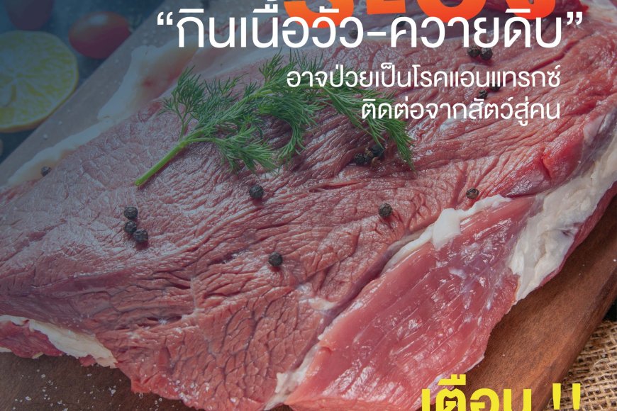 ระวัง "กินเนื้อวัว-ควายดิบ" อาจป่วยเป็นโรคแอนแทรกซ์ ติดต่อจากสัตว์สู่คน
