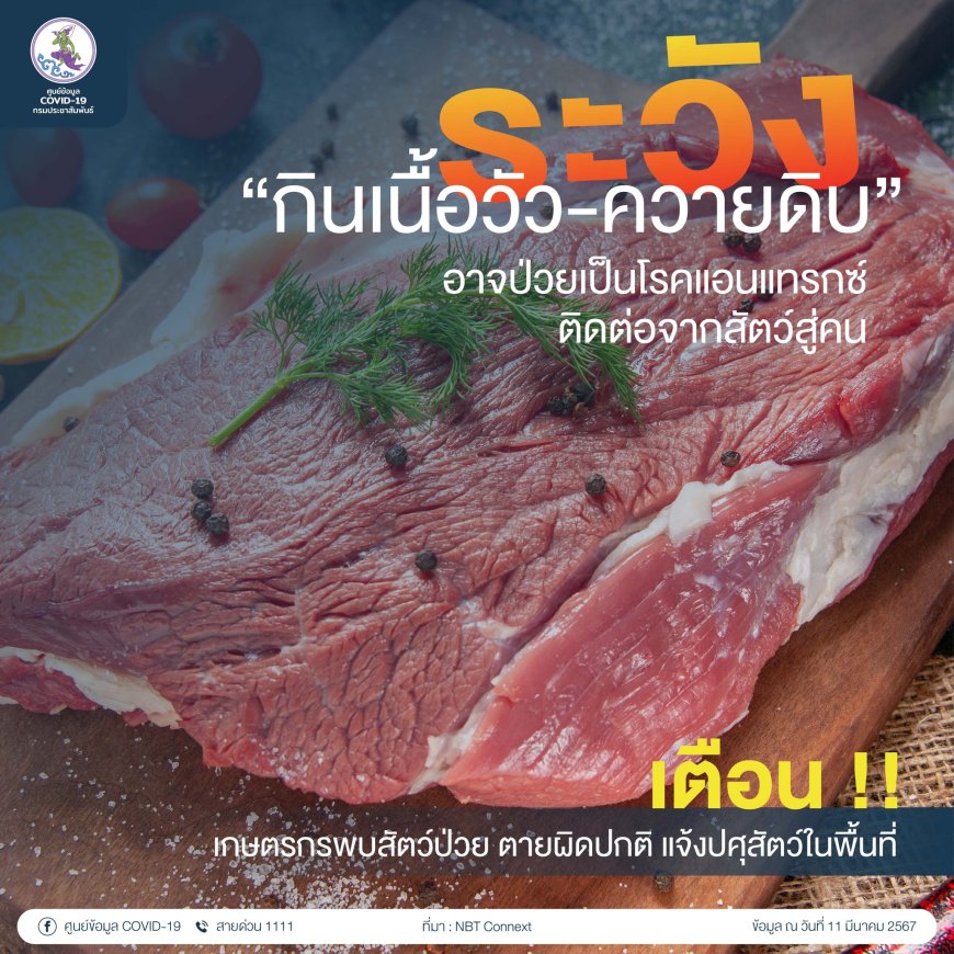 ระวัง "กินเนื้อวัว-ควายดิบ" อาจป่วยเป็นโรคแอนแทรกซ์ ติดต่อจากสัตว์สู่คน